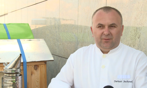 Pszczoły na dachu – hotelowy pomysł na ekologię