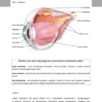 Jaskra – podstawowe informacje