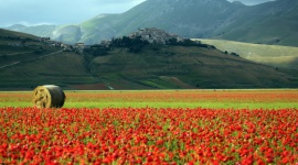 Ekologiczne składniki produktów KEMON ze zjawiskowych upraw we Włoszech