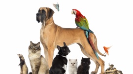 Bezpłatny teatrzyk „Zwierzęta są wśród nas” w Piątym Wymiarze Dziecko, LIFESTYLE - W Piątym Wymiarze w Atrium Promenada odbędzie się bezpłatny pokaz teatralny dla dzieci „Zwierzęta są wśród nas”. Przedstawienie będzie inscenizacją wierszy o zwierzętach autorstwa Jana Brzechwy, Leszka Sulimy Ciundziewickiego oraz Macieja Wojtyszki.